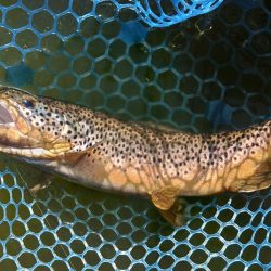 ナイスサイズ連発！ ～岡崎トラウトポンド～